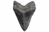 Fossil Megalodon Tooth - Massive River Meg #299725-2